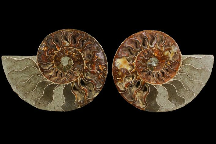 Bargain, Agatized Ammonite Fossil - Madagascar #111533